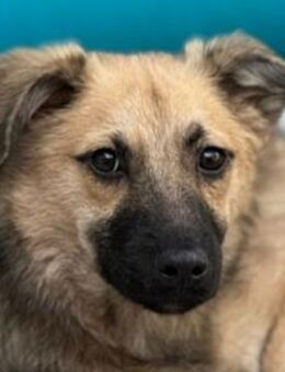 LUKE-süßer,zutraulicher Jung-Rüde,43cm(w - Rösrath