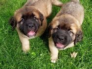 Leonberger Bernhardiner Welpen - Karlum