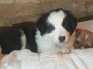 Border Collie Welpen - Wegeleben