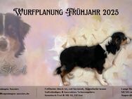 Wurfplanung Frühjahr 2025 - Kaufbeuren