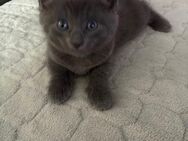BKH Katze - Ettringen (Bayern)