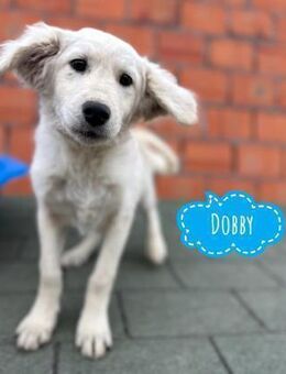 Dobby ein Schatz - Flörsheim-Dalsheim