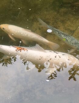 Teichfische Kois - Voerde (Niederrhein)
