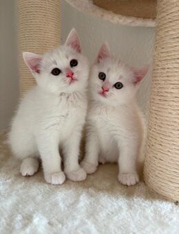 2 süße Ragdoll-Britisch Kurzhaar Kitten - Wurzen