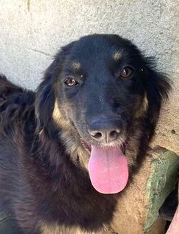 Bonny tausche Eimer gegen Hundepool - Overath
