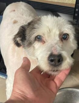 Grisu - Familienhund, Katzenlieb - Blankenheim (Nordrhein-Westfalen)