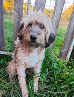 Lillo in Not ‼️ - Würzburg