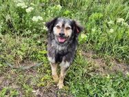 Hübscher Leon sucht seine Menschen - Kleinostheim