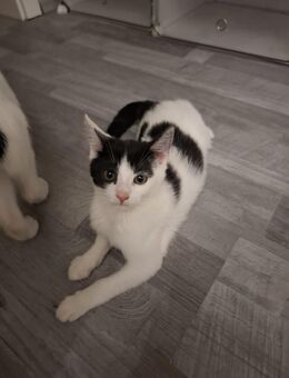 4 süße kitten abzugeben - Nürnberg