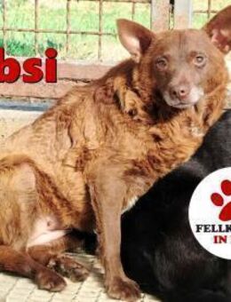 ältere kleine Babsi sucht ein Zuhause - Margetshöchheim