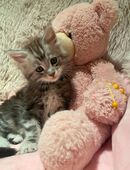 Floyd...Reinrassiges Maine Coon Kitten mit Stammbaum in 46238