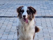 Australian Shepherd abzugeben - Neumark Zentrum