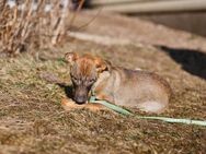 Fillin❤️sucht Pflege- oder Endstelle - Rott (Inn)