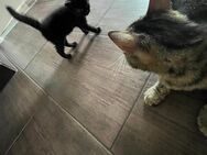 Kitten schwarz - Braunsbedra