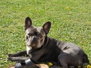 Französische Bulldogge Rüde - Westhausen (Landkreis Gotha)