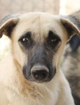 Carlchen, geb. ca. 03/2023, Griechenland - Markdorf