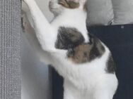 Lieber Paco sucht passendes Zuhause - Margetshöchheim