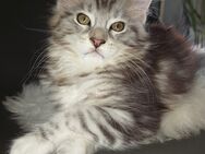 Maine Coon Kitten mit Stammbaum suchen ab 27.09.2024 - Lintig