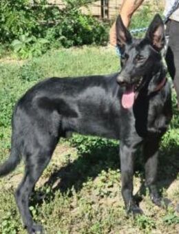 Lupin sucht nach seinen Menschen - Nordwalde