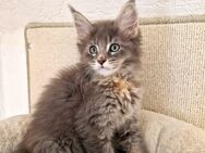 Maine Coon Kitten - Nienburg (Weser)