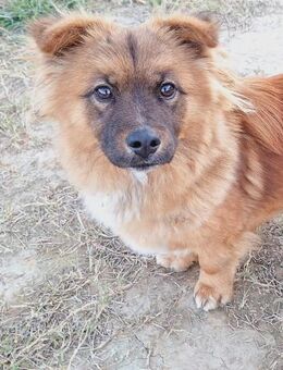 Picasso - kleiner Schatz, großes Herz (E - Ludwigshafen (Rhein)