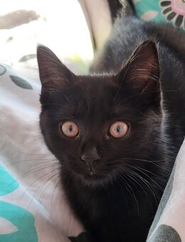 Jungkatze British Kurzhaar Mix - Paderborn