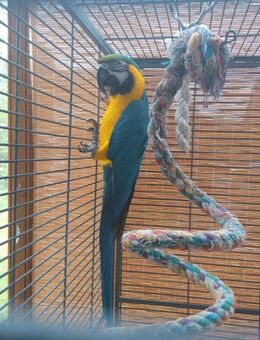 Wunderschöner Gelbbrustara - Landau (Isar)