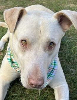 Farina, geb. ca. 10/2021,21698 Bargstedt - Euskirchen