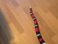 Rc Snake. Neu - Grevenbroich