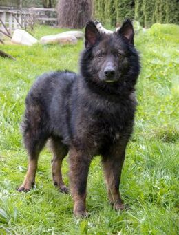 Toller Baron sucht liebevolles Zuhause - Duisburg