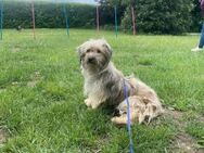 Liebe Pippa sucht ihre Familie - Leonberg (Baden-Württemberg)