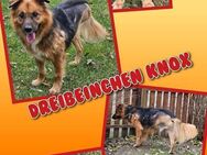 Dreibeinchen Knox wartet aufs Wunder! - Nürnberg