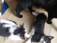 Katzenbabys Ende Juli 2025 zu verkaufen - Zwickau