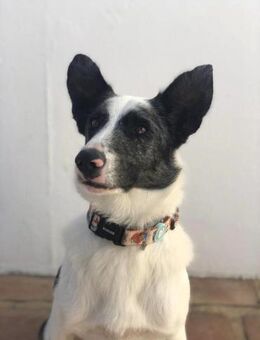 Luca ist ein wahrer Goldschatz - Grevenbroich