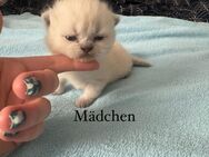 BKH/BLH Kitten suchen neues Zuhause - Marl (Nordrhein-Westfalen)