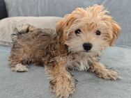 Morkie(Malteser- Yorkshire Terrier)-Welpenrüde - Stephanskirchen