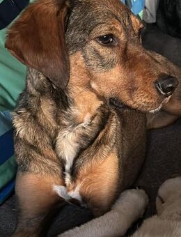 Lola auf PS in Bayern - Laufen