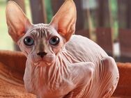 Reinrassige Canadian Sphynx mit Papieren - Gelnhausen