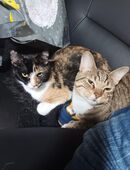 TIM&Luci suchen ein neues Zuhause in 49733
