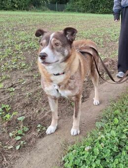 lieber Oldie Monty auf Pflegestelle - Jade