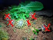 Maurische Landschildkröten - Halle (Saale)