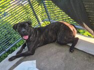 Cane Corso Weibchen abzugeben - Freiburg (Breisgau)
