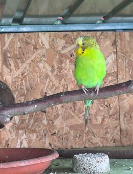 Wellensittich Junge Rainbow - Hannoversch Münden