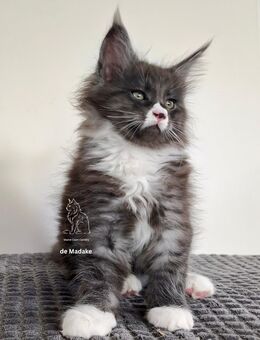 Bezauberndes Maine Coon Kitten mit Stammbaum - Laupheim Zentrum