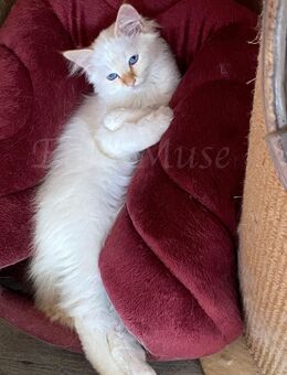 Wunderschöne Heilige Birma Kitten mit Stammbaum suchen ein schönes zu Hause. - Heeßen