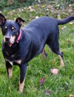 Pedro sucht sein Zuhause - Fronreute