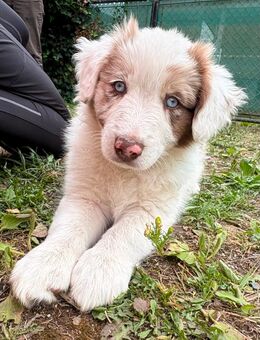 Australian Shepherd Welpen „Eisblaue Augen“ - Rehna