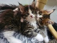 Maine Coon Kitten - Kater mit Stammbaum - Essen