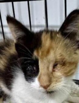 Marie sucht dringend ein Zuhause - Lenzen (Elbe) Zentrum