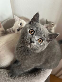 BKH KITTEN - ABGABEBEREIT - Hausham
